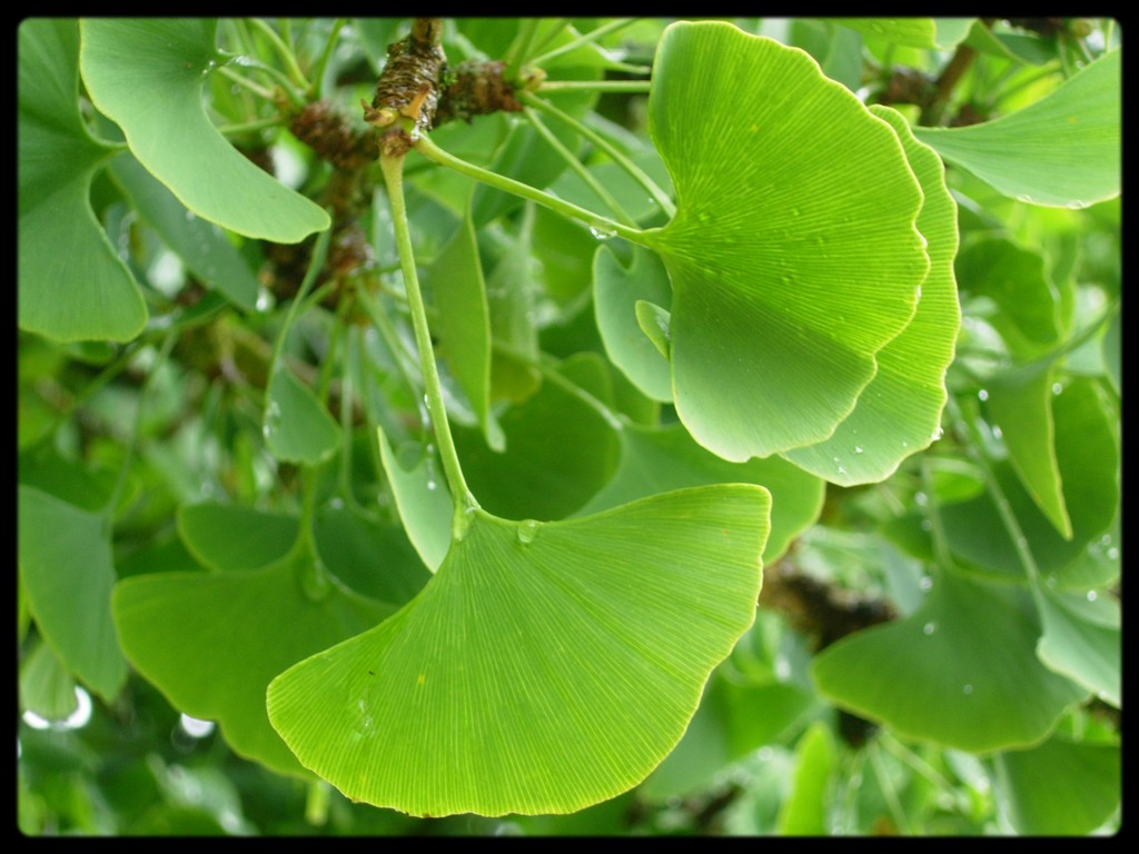 Fonds d'cran Nature Feuilles - Feuillages Ginkgo Biloba