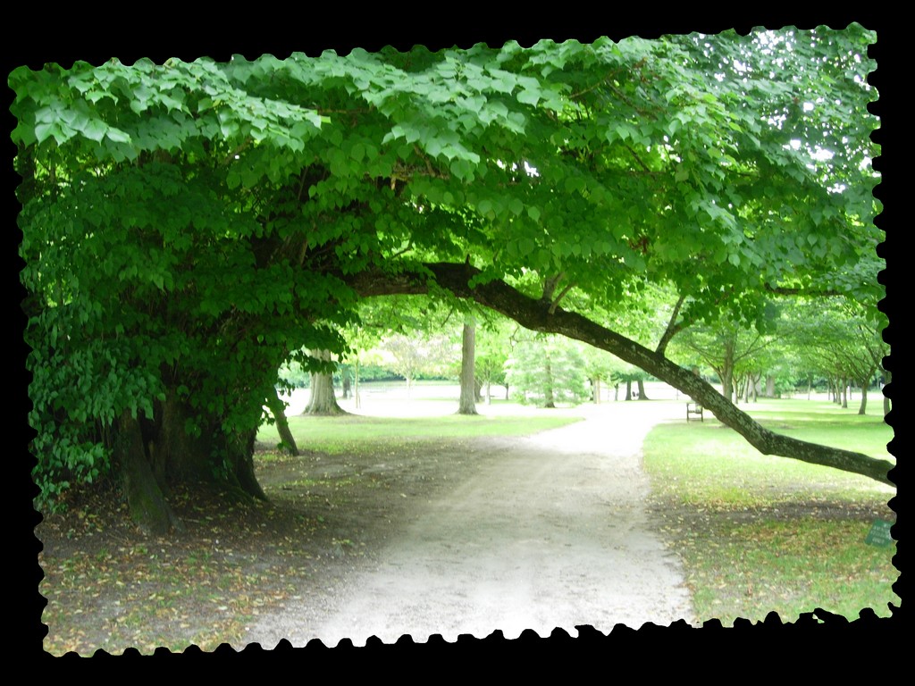 Fonds d'cran Nature Arbres - Forts un vieux de Cheverny