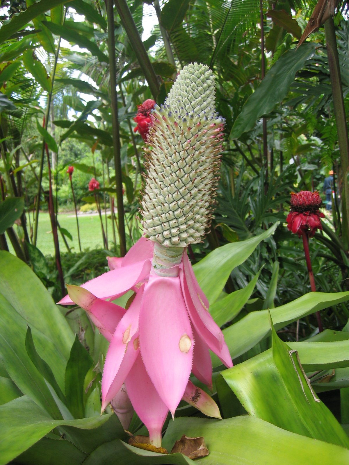 Fonds d'cran Nature Fleurs Fleur trange, vous connaissez son nom ?