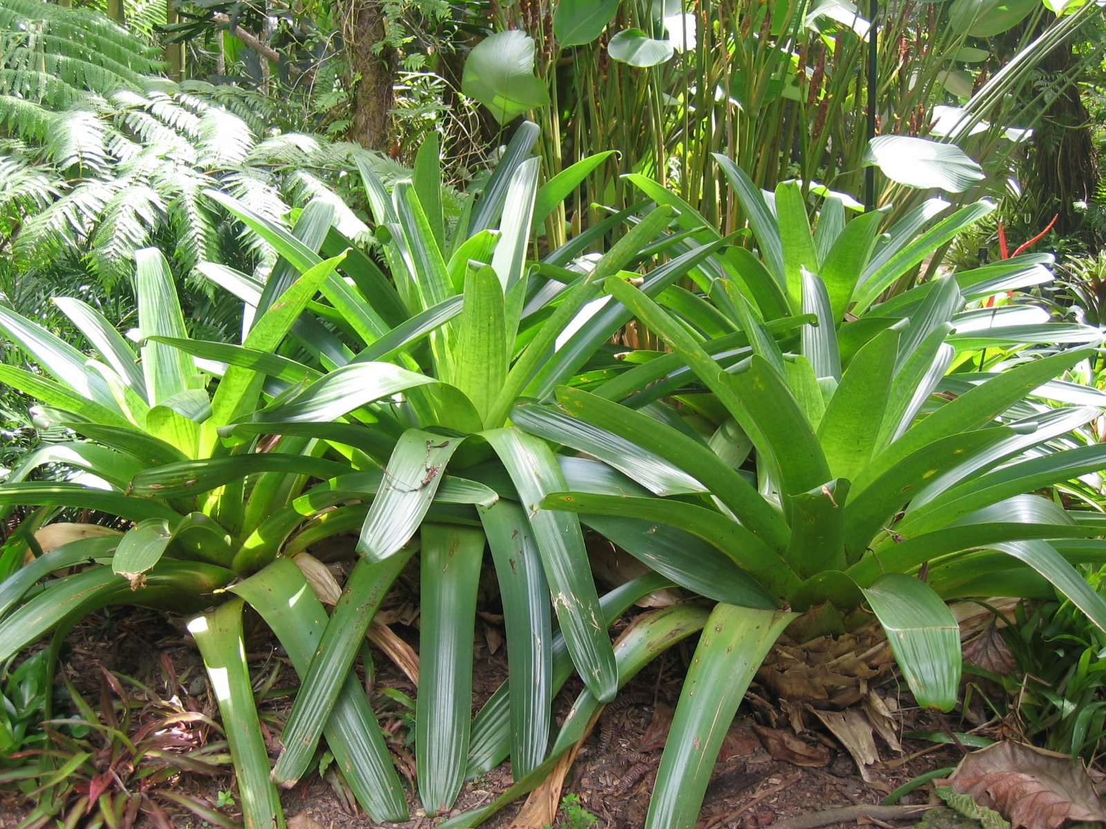 Fonds d'cran Nature Plantes - Arbustes Plante tropicale