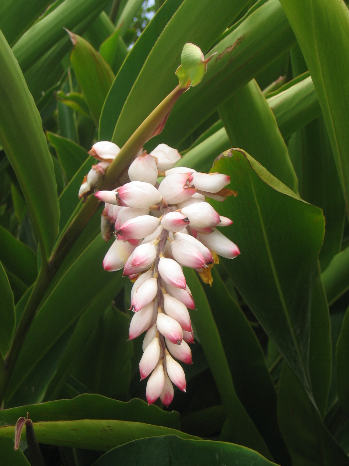 Wallpapers Nature Flowers Fleur tropicale