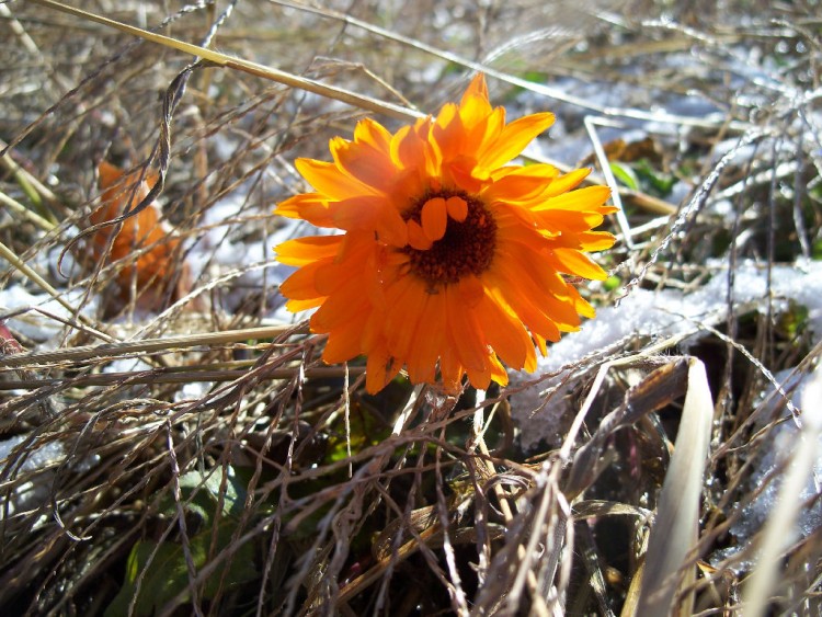 Fonds d'cran Nature Fleurs soucis sans soucis