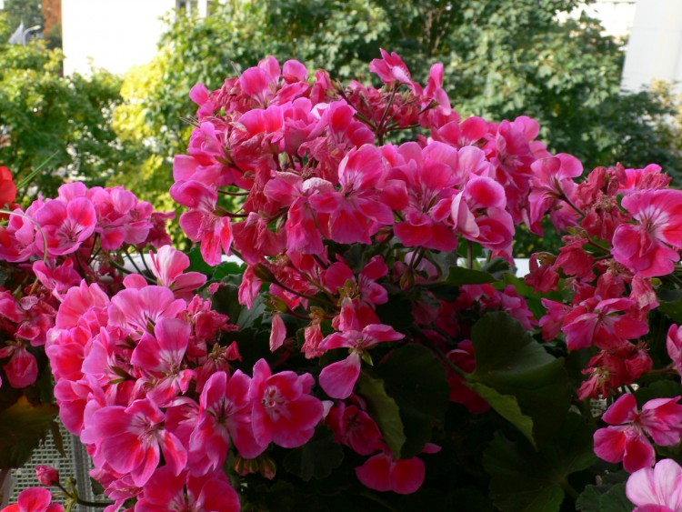 Fonds d'cran Nature Fleurs Pelargonium fuschia