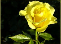 Fonds d'cran Nature Rose jaune 3608b