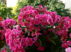 Fonds d'cran Nature Pelargonium fuschia