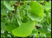 Fonds d'cran Nature Ginkgo Biloba