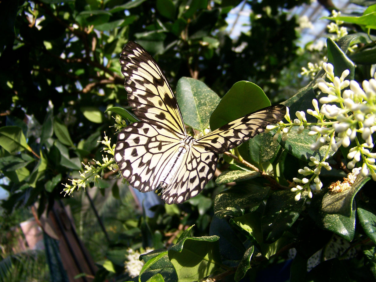 Wallpapers Animals Insects - Butterflies Papillon jaune