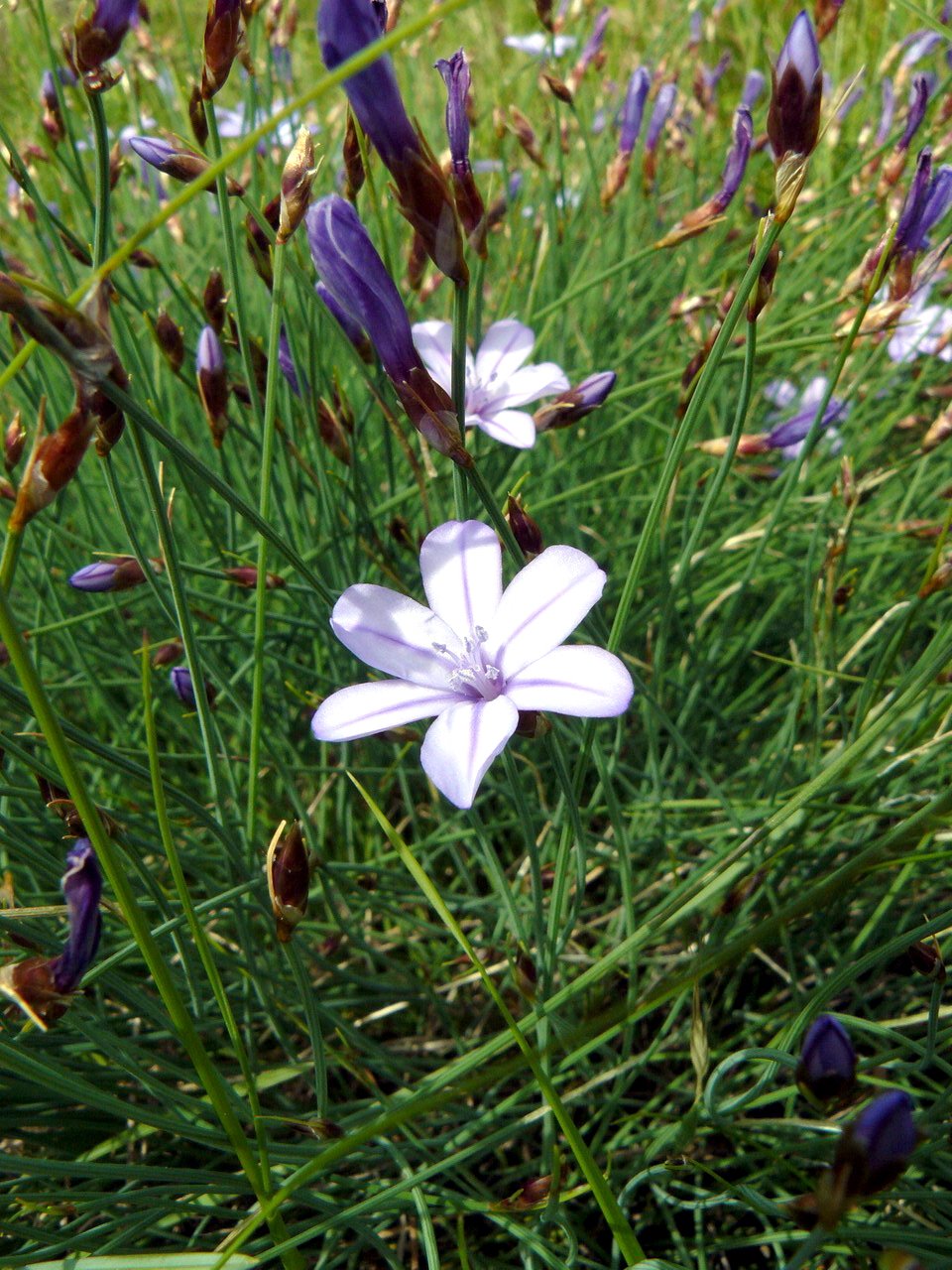 Fonds d'cran Nature Fleurs 