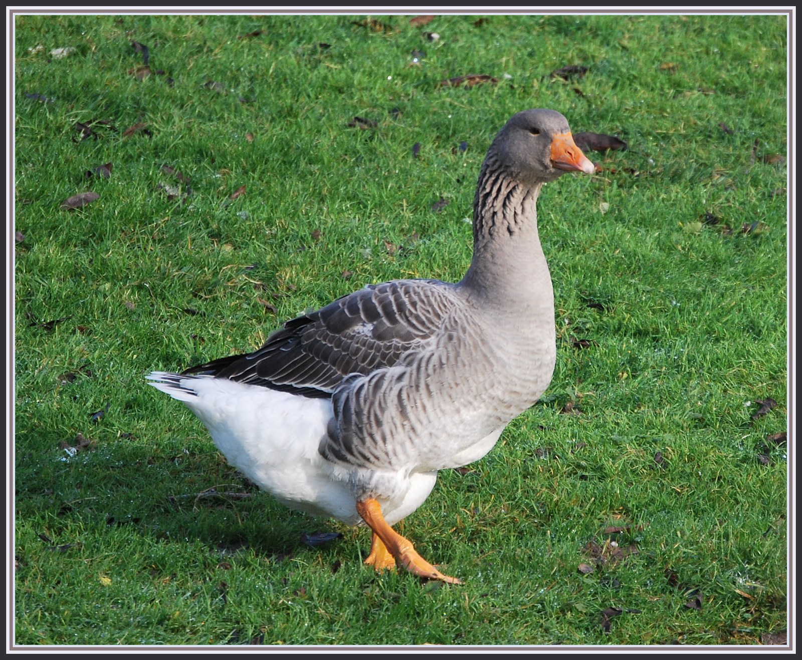 Fonds d'cran Animaux Oiseaux - Oies Madame l'oie