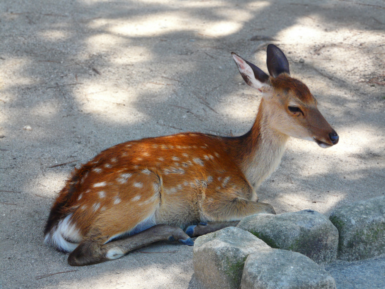 Wallpapers Animals Cervids Sur l'le Miyajima