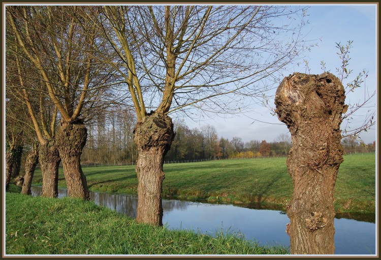 Fonds d'cran Nature Fleuves - Rivires - Torrents La Somme et ses vieux saules