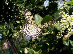 Wallpapers Animals Papillon jaune