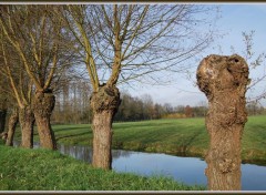 Fonds d'cran Nature La Somme et ses vieux saules