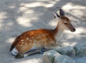 Fonds d'cran Animaux Sur l'le Miyajima