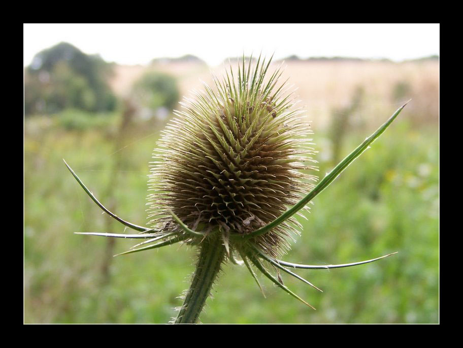 Fonds d'cran Nature Fleurs C'est beau la nature 3