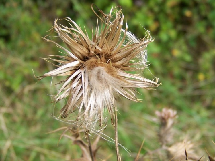 Fonds d'cran Nature Fleurs C'est beau la nature 5