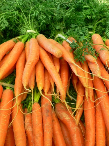 Fonds d'cran Nature Lgumes Qui veut des carottes pour ses lapins ?