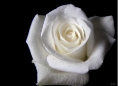 Fonds d'cran Nature Rose blanche 2