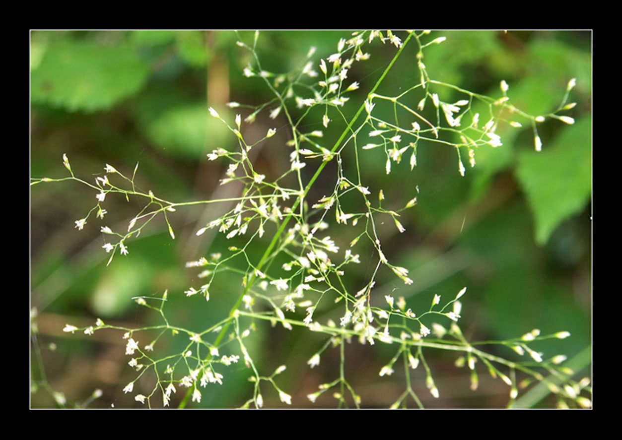 Fonds d'cran Nature Fleurs C'est beau la nature 1