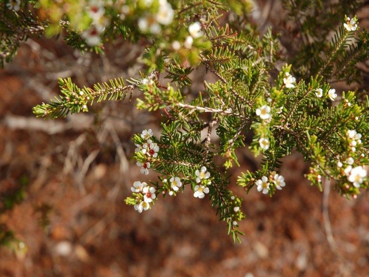 Fonds d'cran Nature Fleurs fleurs de sapins