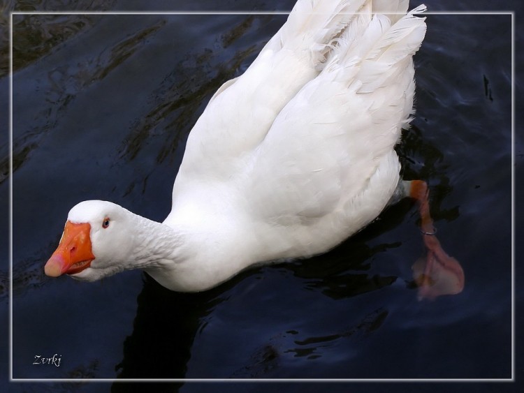 Fonds d'cran Animaux Oiseaux - Oies Oie 200408