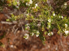 Fonds d'cran Nature fleurs de sapins