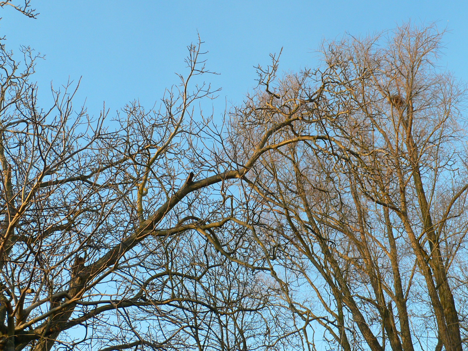 Fonds d'cran Nature Arbres - Forts Rvrence