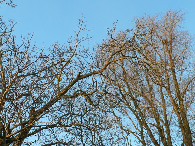 Fonds d'cran Nature Arbres - Forts Rvrence