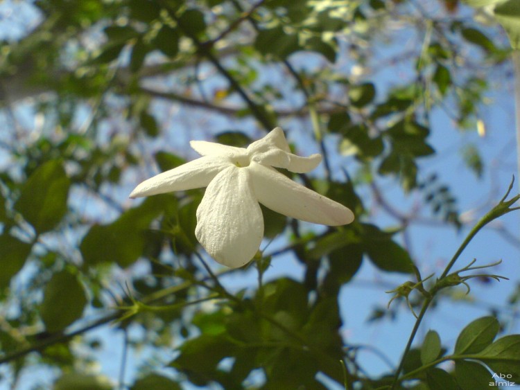 Fonds d'cran Nature Fleurs Jasmin