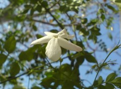 Fonds d'cran Nature Jasmin