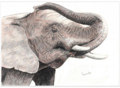 Fonds d'cran Art - Peinture Elphant