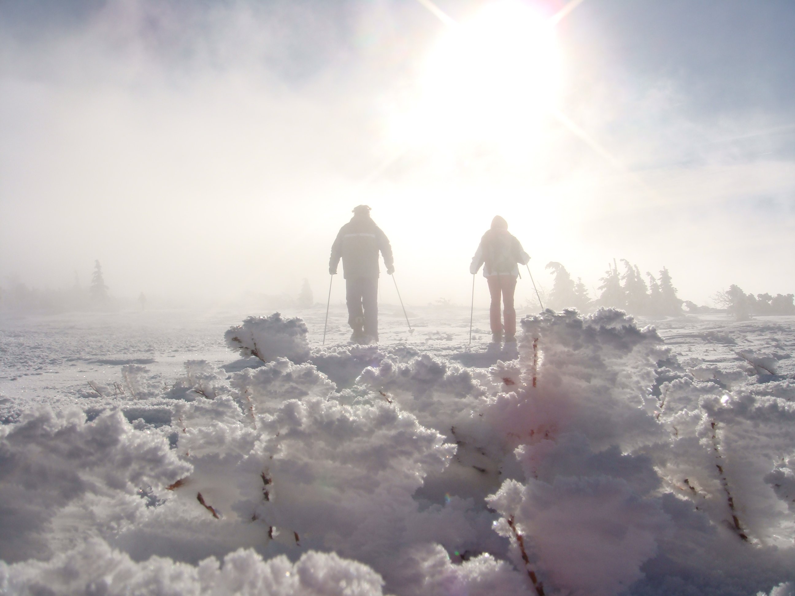 Wallpapers Nature Saisons - Winter Winter's Aliens