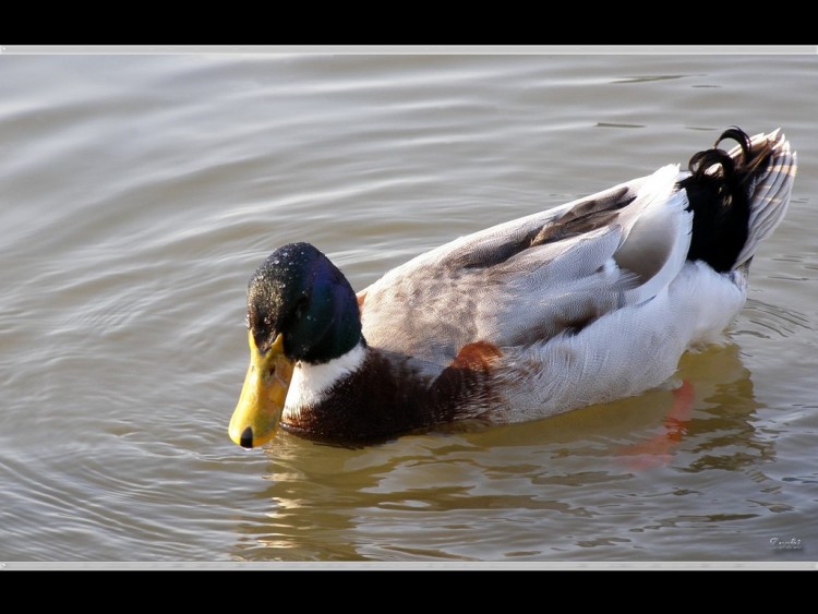 Fonds d'cran Animaux Oiseaux - Canards Canard multicolore