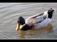 Fonds d'cran Animaux Canard multicolore