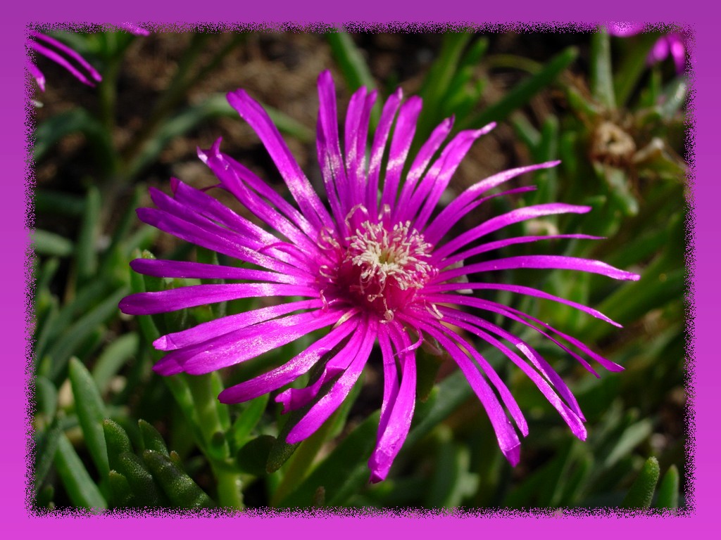 Wallpapers Nature Flowers fleur de maman