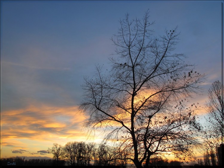 Fonds d'cran Nature Arbres - Forts Arbre