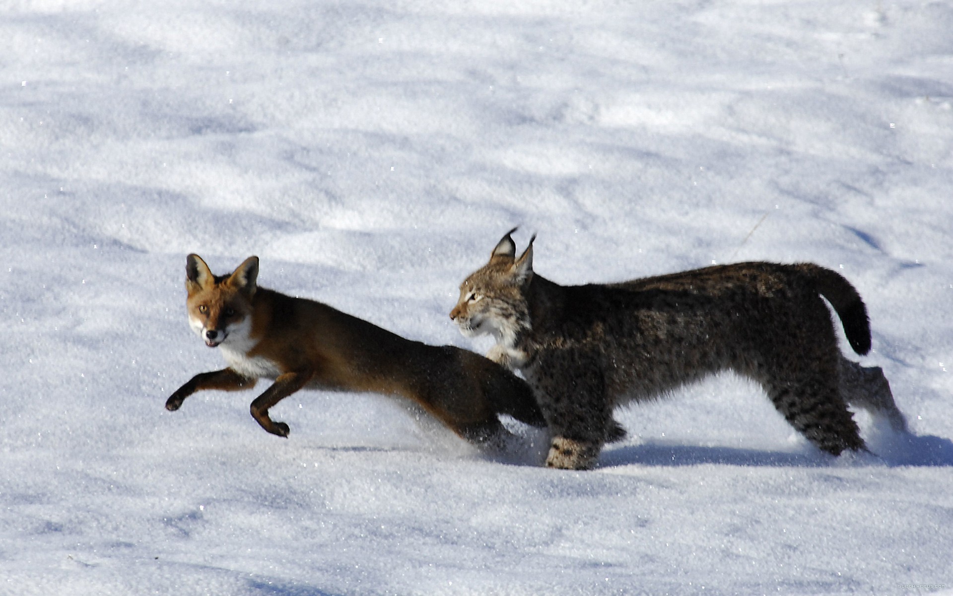 Wallpapers Movies Le Renard et l'Enfant Le Renard et l'enfant de Luc Jacquet