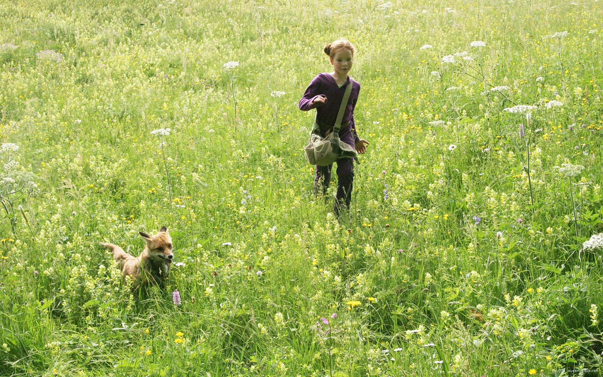 Wallpapers Movies Le Renard et l'Enfant Le Renard et l'enfant de Luc Jacquet