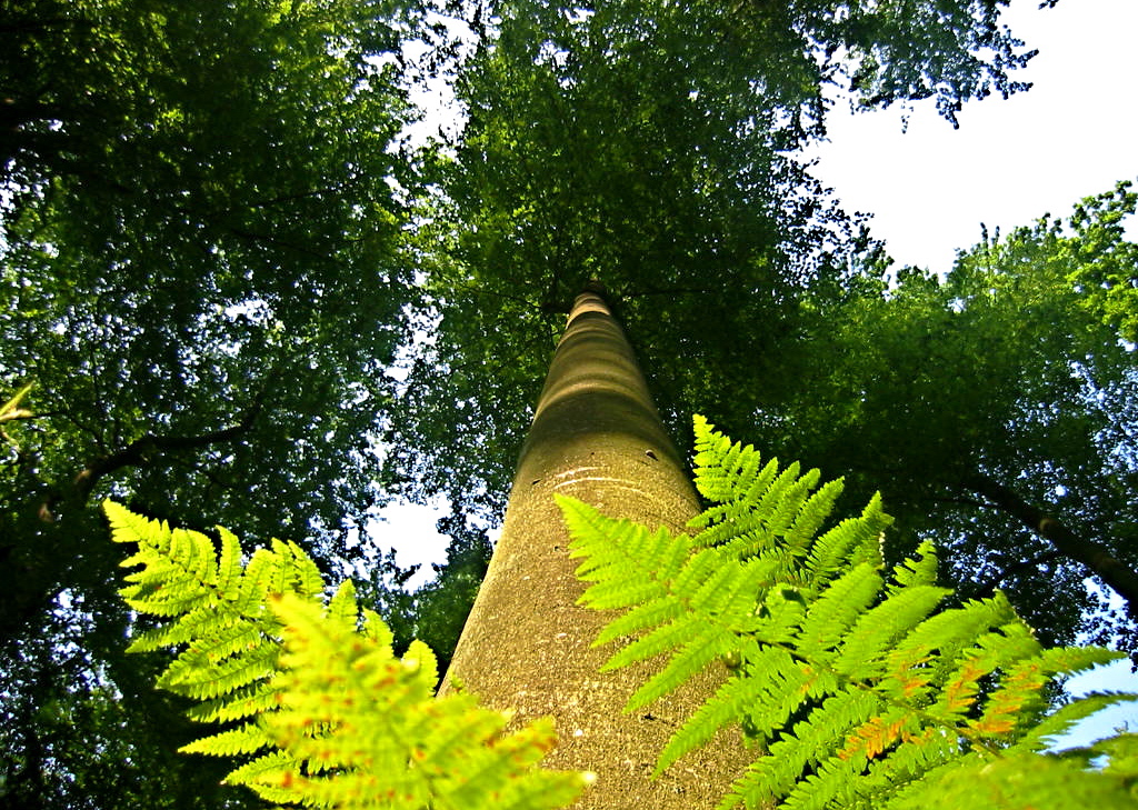 Fonds d'cran Nature Arbres - Forts 