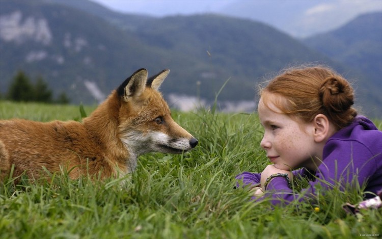 Wallpapers Movies Le Renard et l'Enfant Le Renard et l'enfant de Luc Jacquet