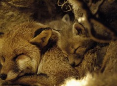 Fonds d'cran Cinma Le Renard et l'enfant de Luc Jacquet