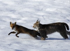 Fonds d'cran Cinma Le Renard et l'enfant de Luc Jacquet