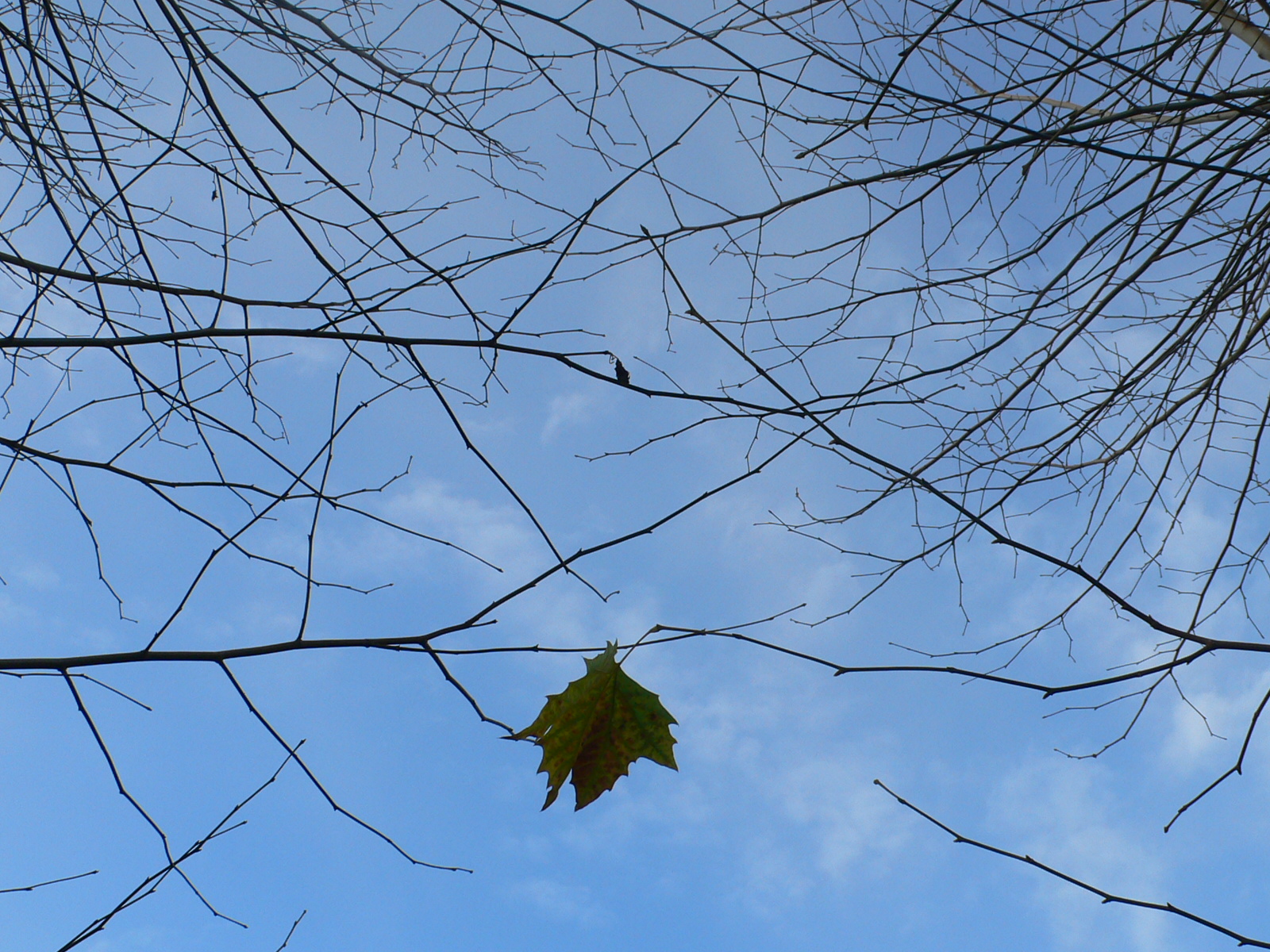 Fonds d'cran Nature Arbres - Forts Solitaire !