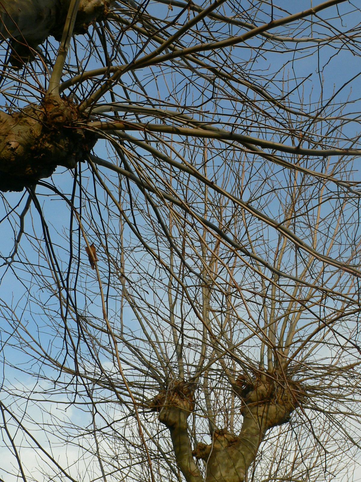 Fonds d'cran Nature Arbres - Forts Platanes en attente du printemps