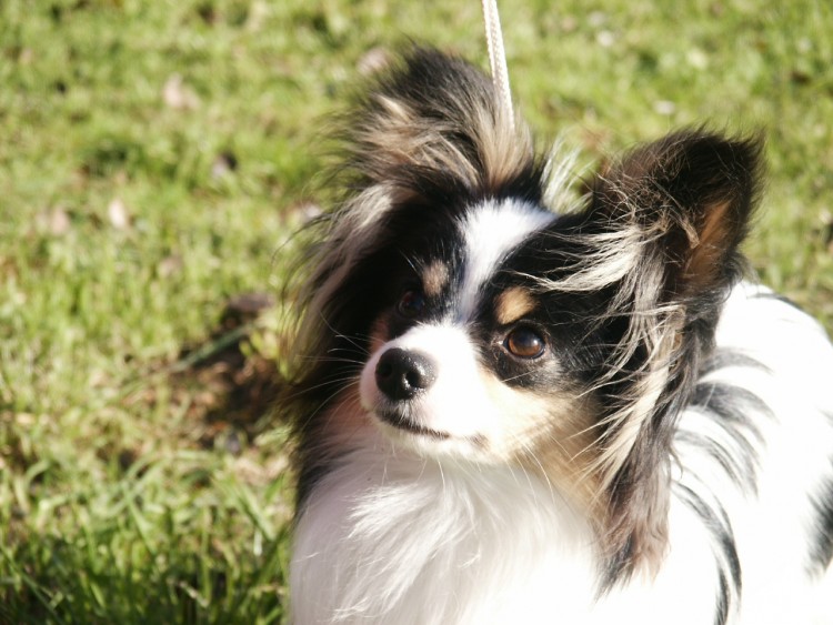 Wallpapers Animals Dogs epagneul papillon