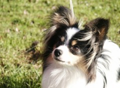 Wallpapers Animals epagneul papillon