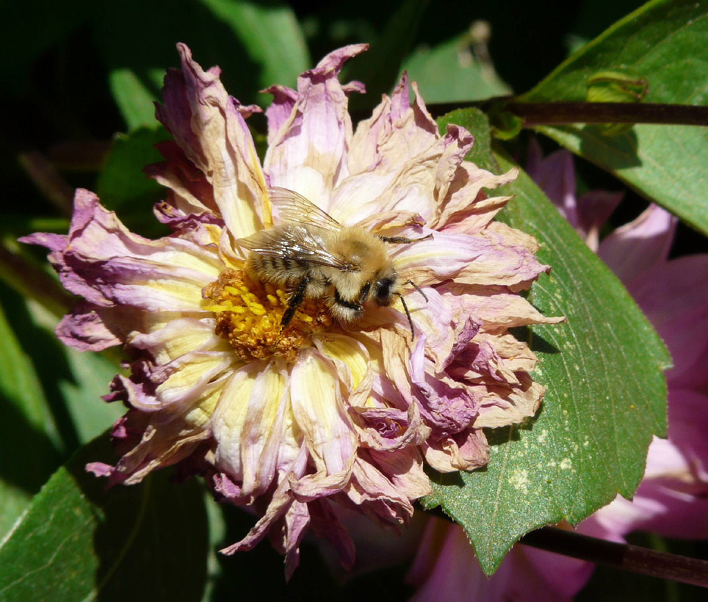 Fonds d'cran Animaux Insectes - Abeilles Gupes ... abeille