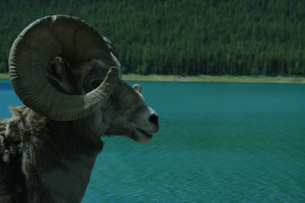 Wallpapers Animals Ibex Canada