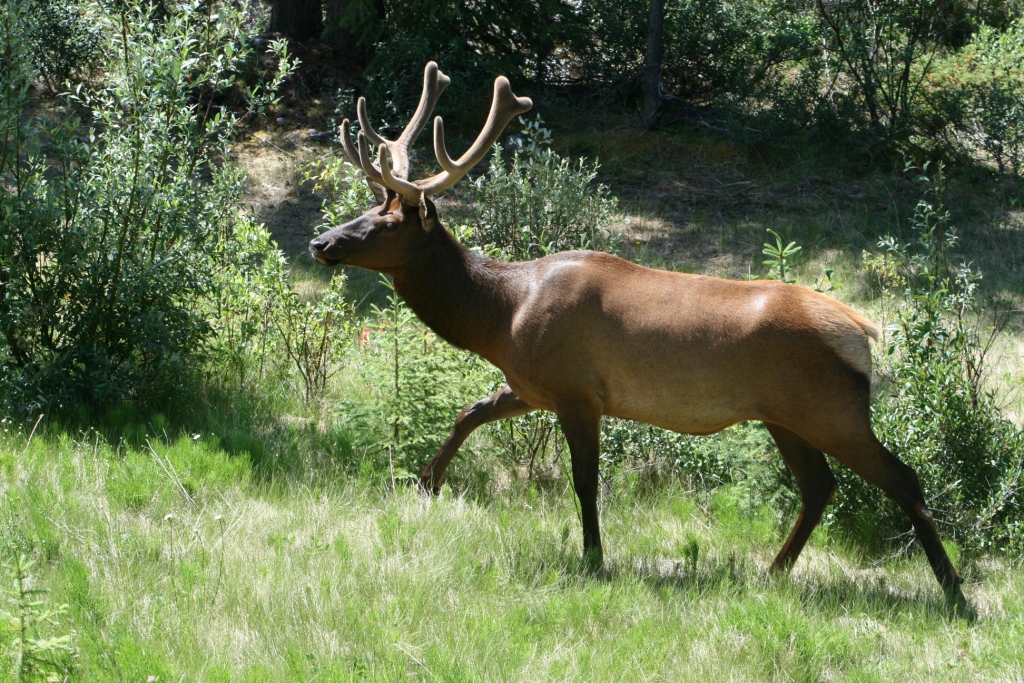 Wallpapers Animals Wapiti Wapiti