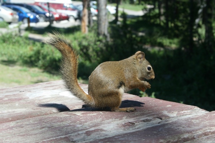 Fonds d'cran Animaux Rongeurs - Ecureuils squirrel